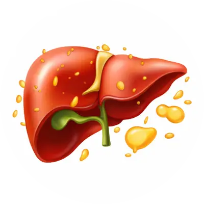 Helps in fatty liver & digestion issues