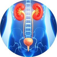 Supports Urinary Tract Wellness