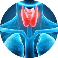 Supports Healthy Thyroid Function