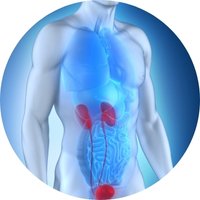 Supports Urinary Tract Wellness