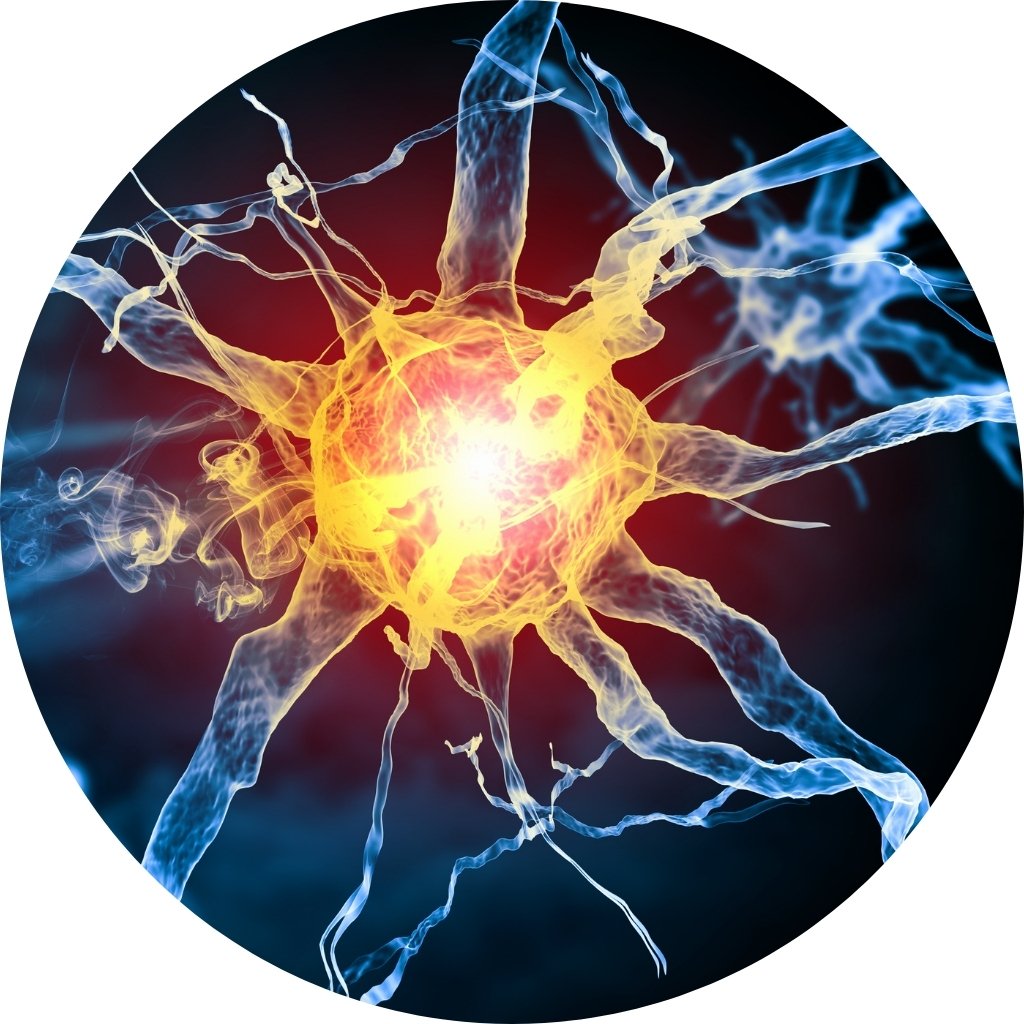 Supports Memory and Cognitive Wellness