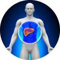 Supports Healthy Liver Function