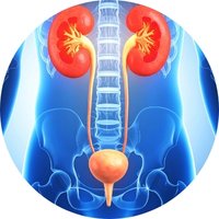 Supports Healthy Urinary Function