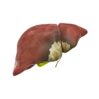 Supports Internal & Liver Wellness