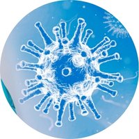 Supports Immune System Wellness