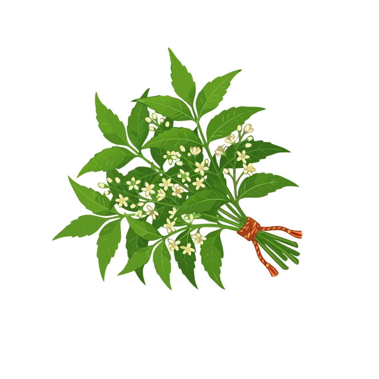 Neem