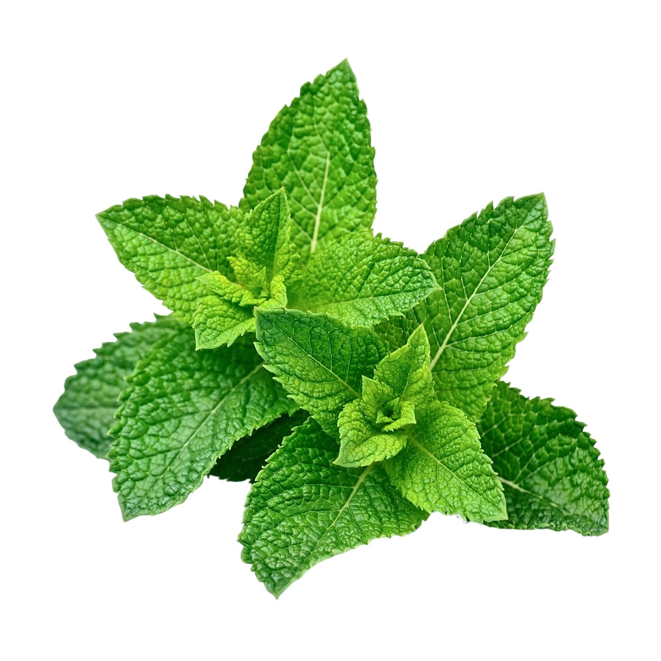Peppermint