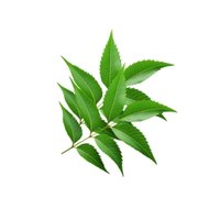 Neem