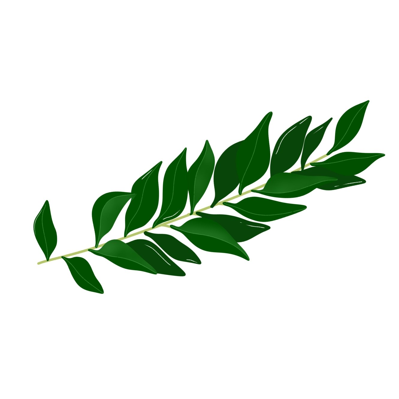 Curry Leaves