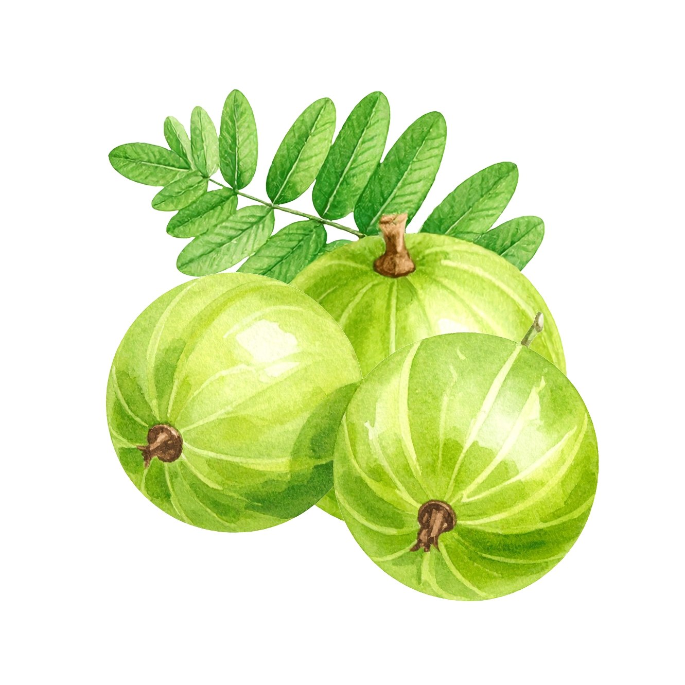 Fresh Amla