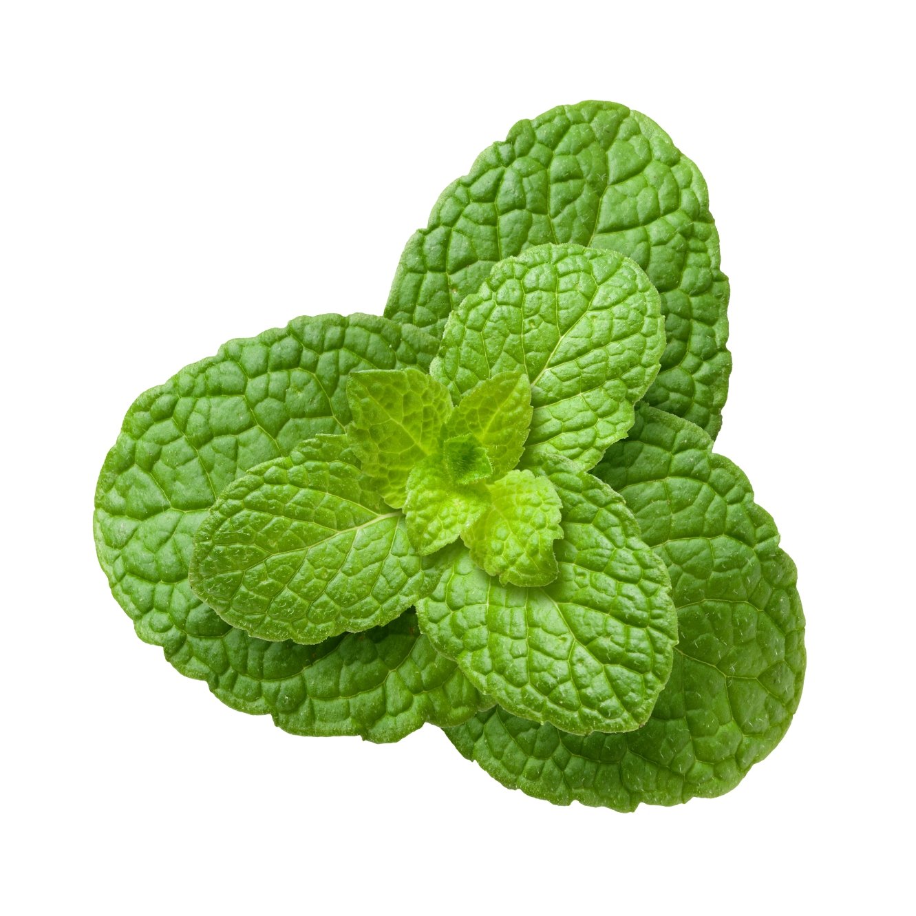 PUDINA (MINT)