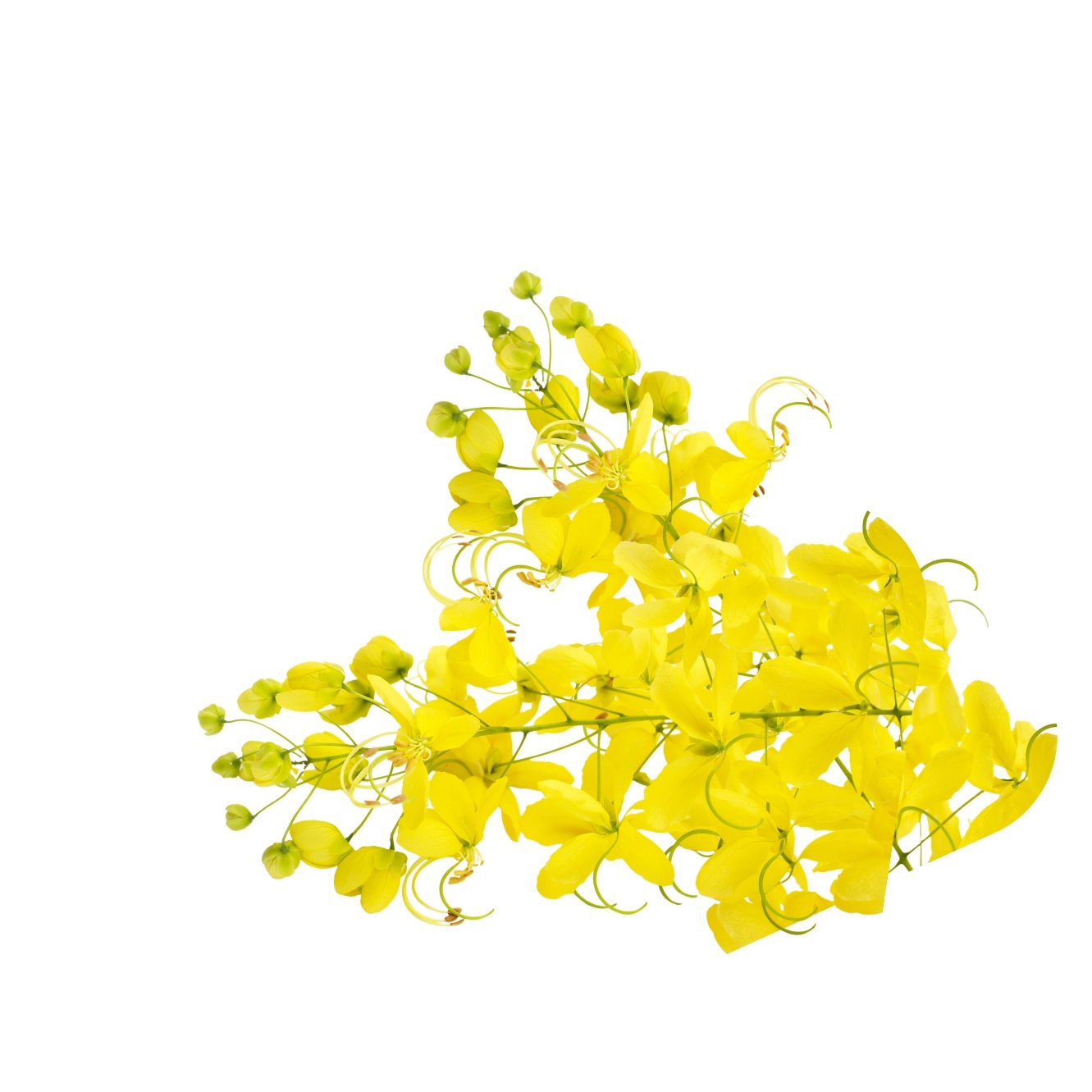 Cassia Fistula