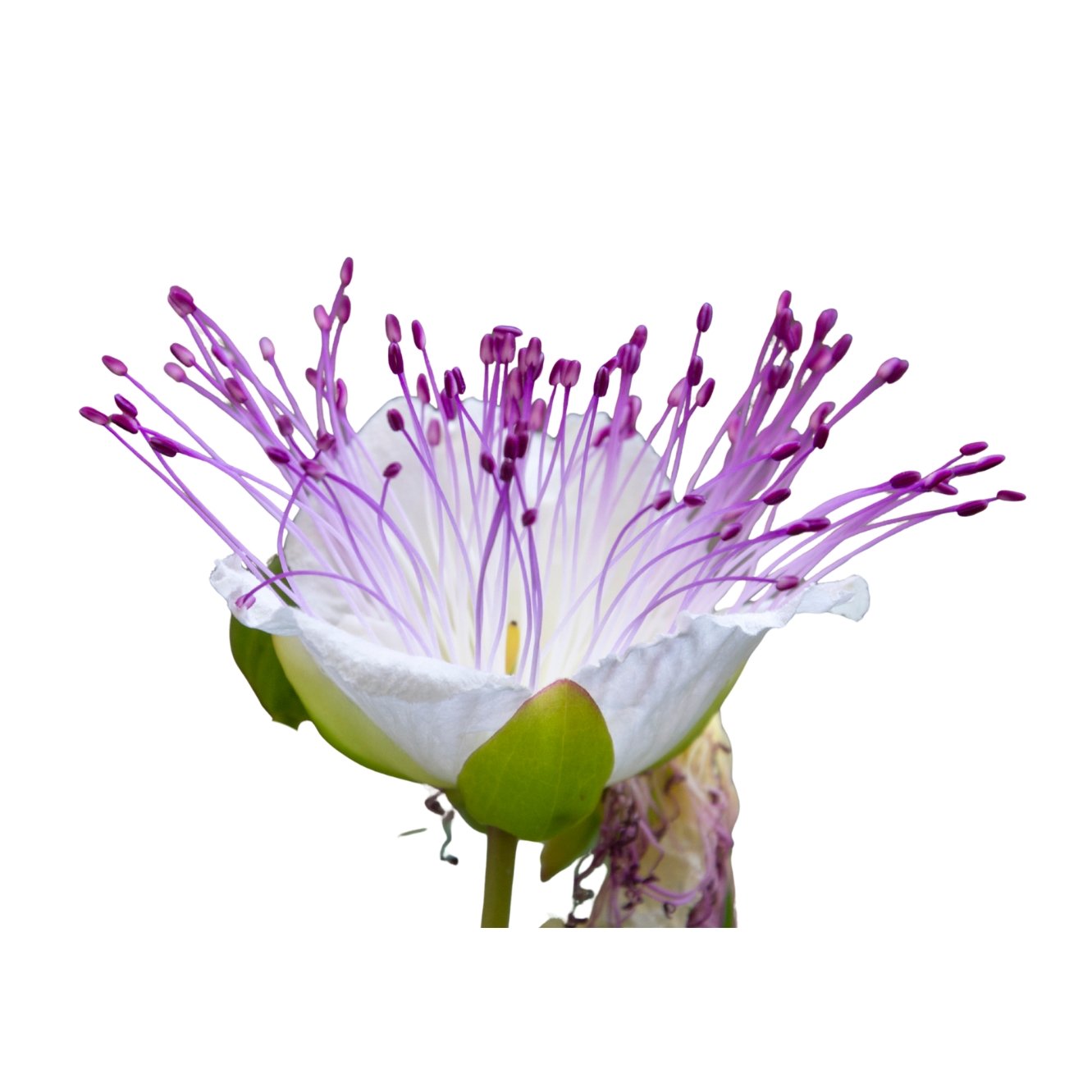 Capparis zeylanica