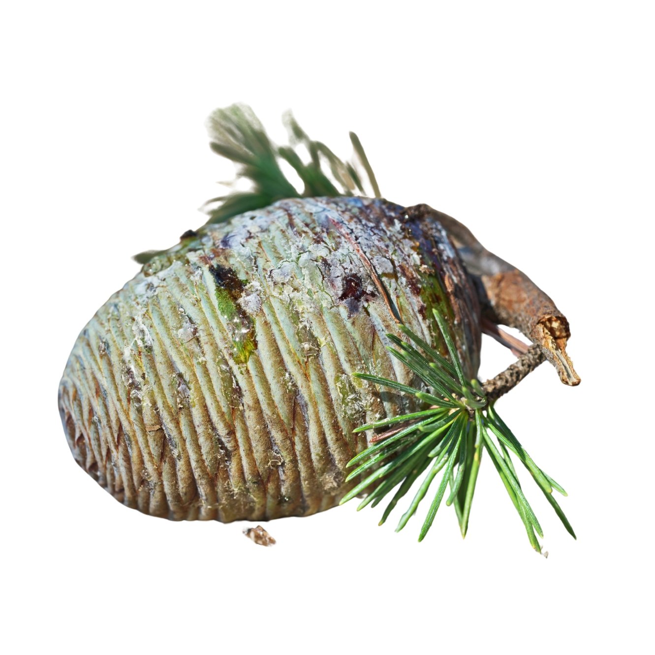 Himalayan Cedar
