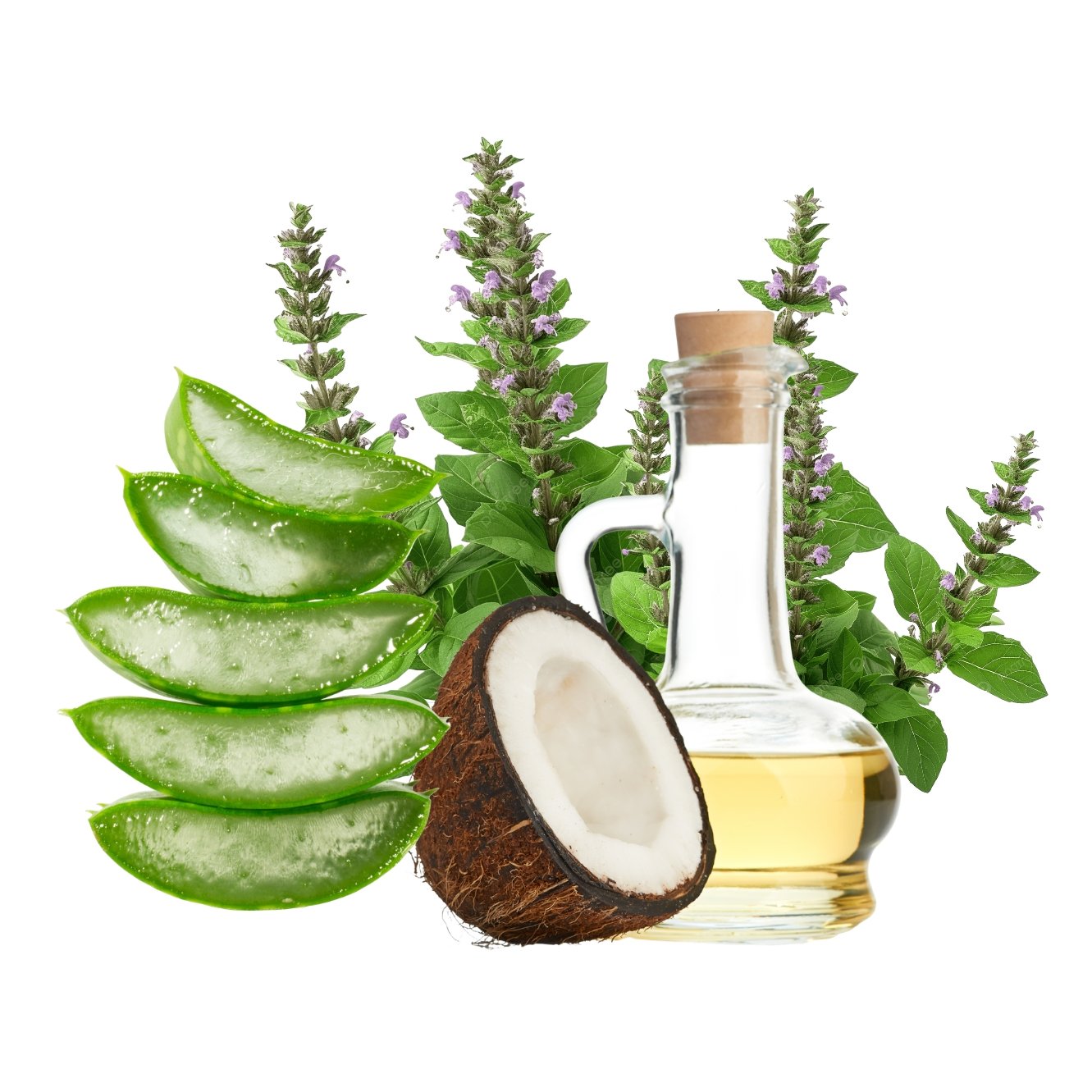 Coconut, Tulsi & Aloe Vera