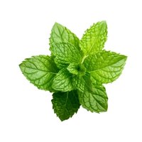 Pudina Powder (Mentha arvensis)