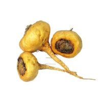 Maca Root Extract