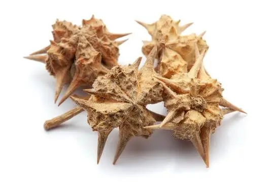 Gokshura
