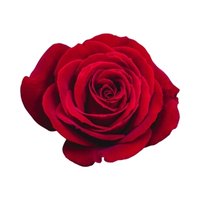 Rose Extract