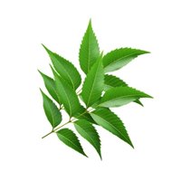 Neem