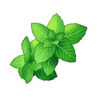 Tulsi (Ocimum sanctum)