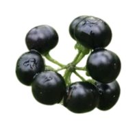 Makoy (Solanum nigrum)