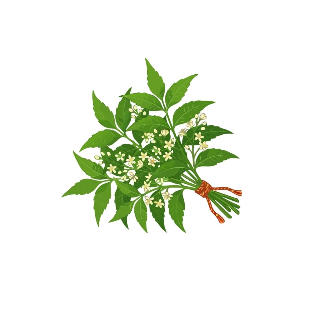 Neem