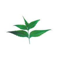 Neem (Azadirachta indica)