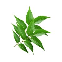 Neem