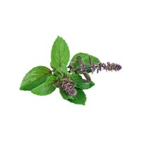 Tulsi