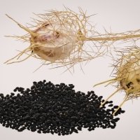 Kulanjan & other traditional herbs