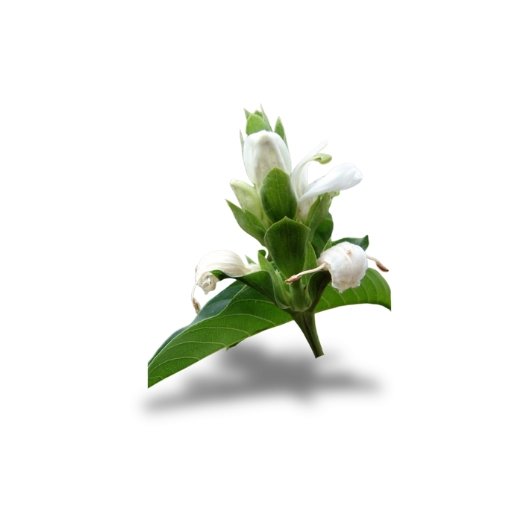 Arusa