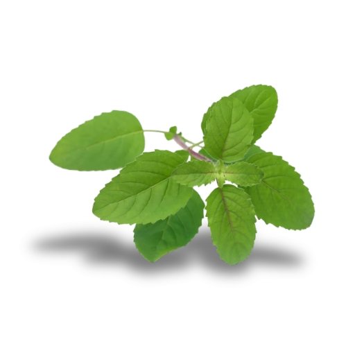 Tulsi