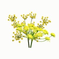 Badiyan (Foeniculum Vulgare)